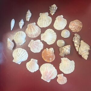 Sea 🐚 Shells Natural Craft‎ or decorative use, including basket